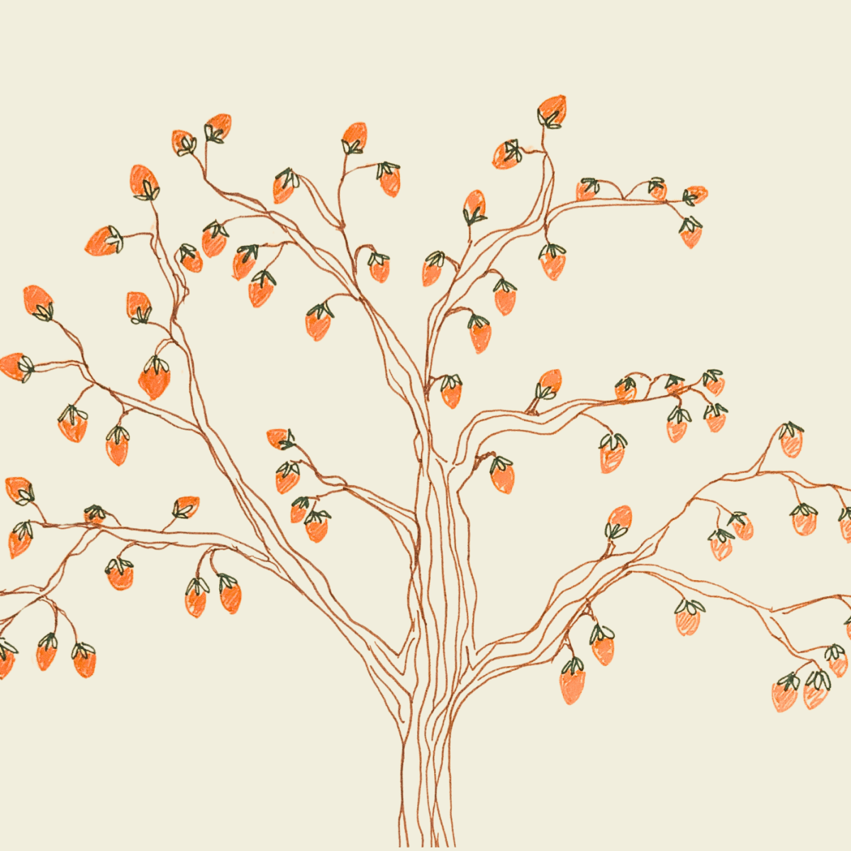 Claire’s Persimmon Tree